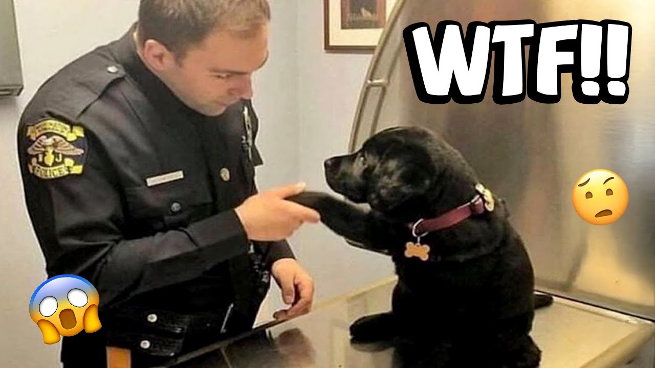 Funny Dog Videos That Make You Laugh 😂 | Try Not To Laugh #34