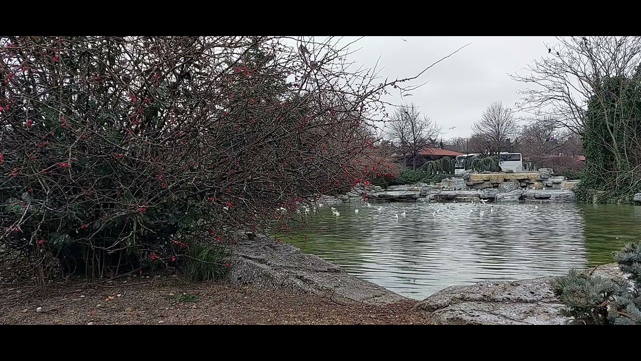 Sparrows, Crows, Seagulls in Pool