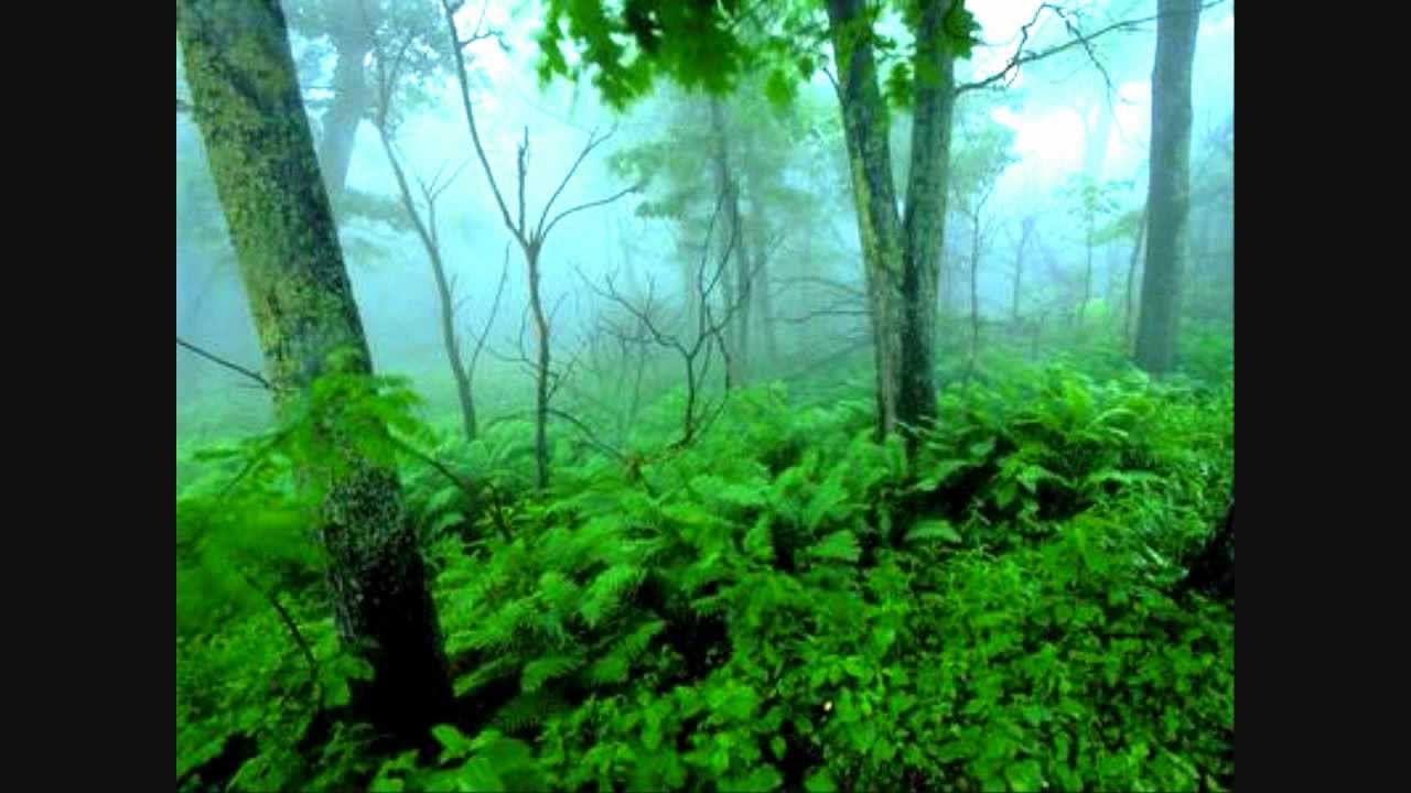 Graham LIoris - Walking Through The Forest (Original Mix)