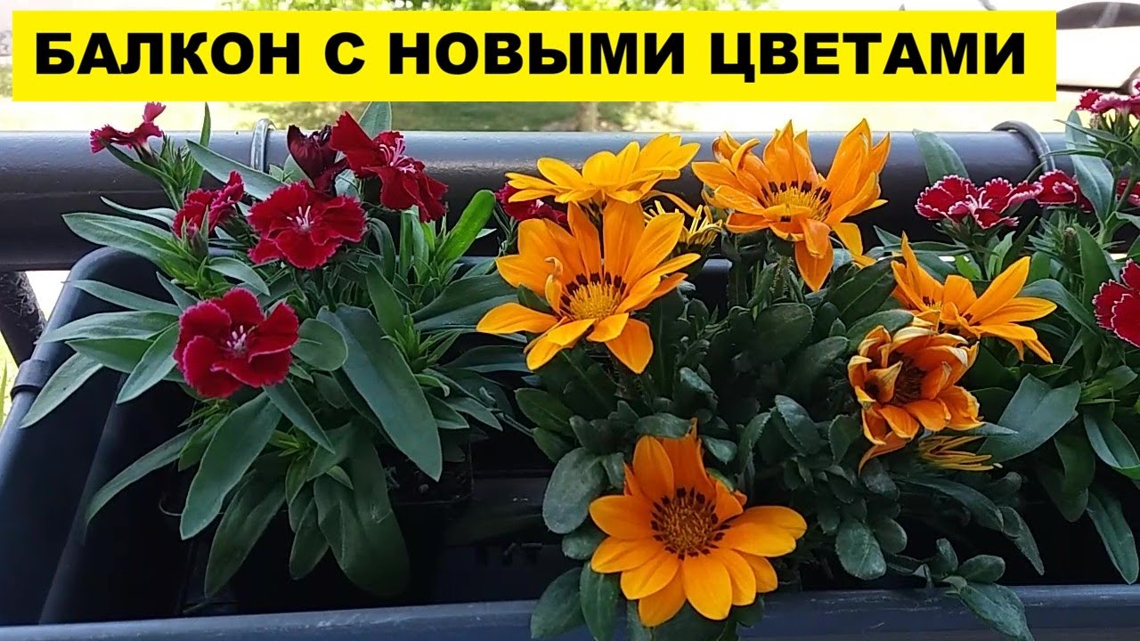 МОЙ БАЛКОН С НОВЫМИ ЦВЕТИКАМИ