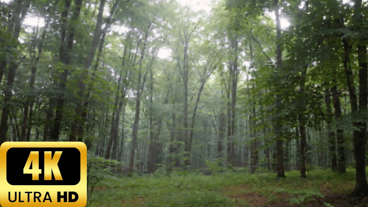 forest loop video
