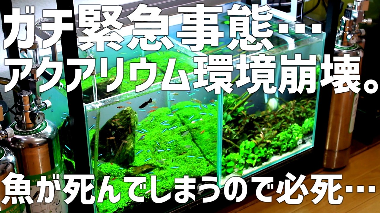 【ヤバイ】損害10万覚悟。生体全滅の危機がいきなり訪れる。真冬に最悪の事態発生で決死の対策！#782【アクアリウム】