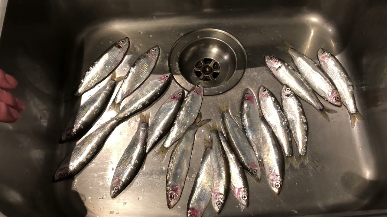 How to easily prepare, cook and eat fresh sprats. Sustainable fresh healthy sea fish. Norfolk UK