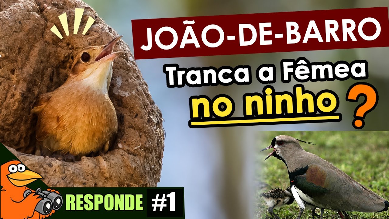 Existem AVES HÍBRIDAS? Pássaros venenosos? ORNITOLOGO RESPONDE #1