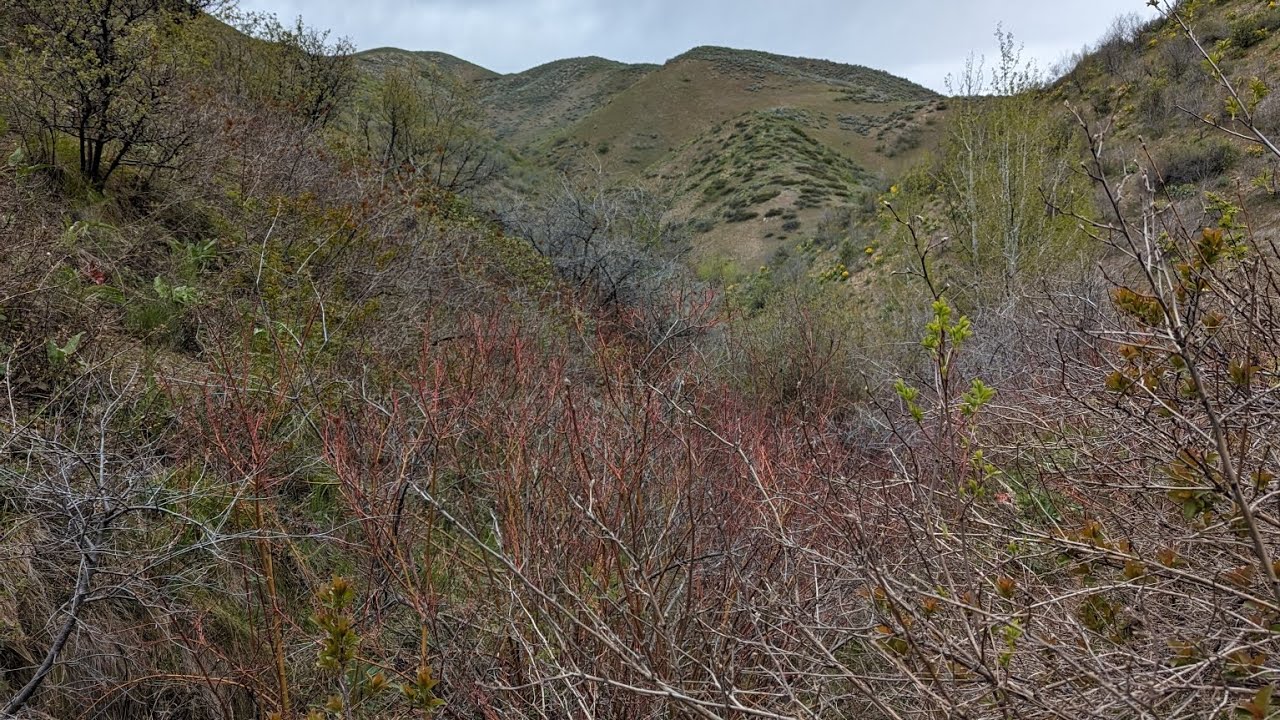 Finding bedrock gold in a new draw (Idaho Prospecting)