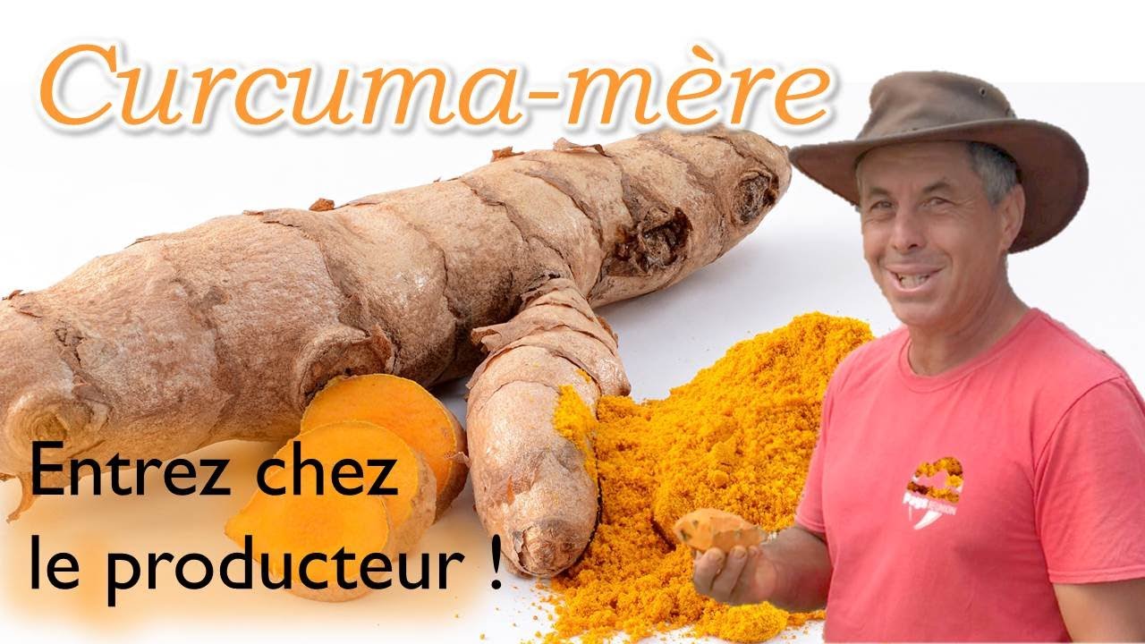 R&eacute;colte et pr&eacute;paration du curcuma-m&egrave;re