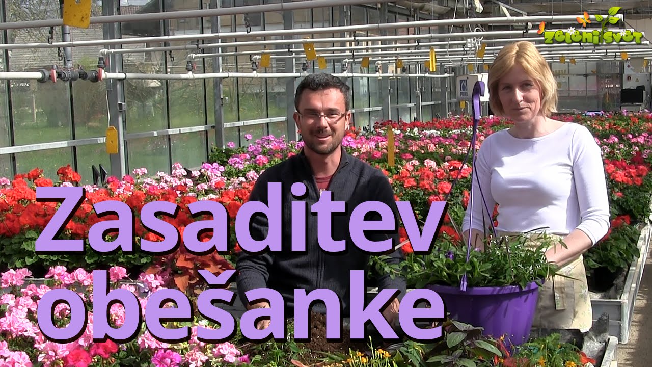Modna zasaditev obešanke