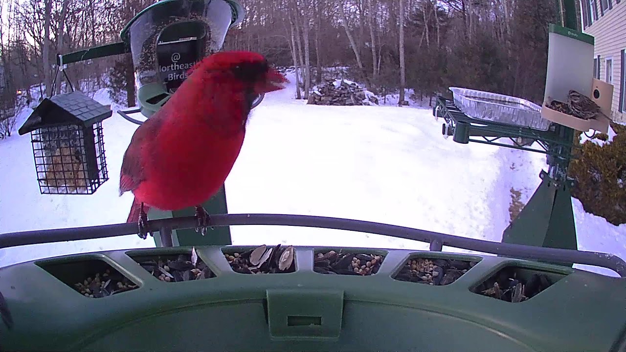 Super Triple Feeder in New England! Real birds, no AI! Woodpecker, Cardinal, Junco, Finch, sparrow!