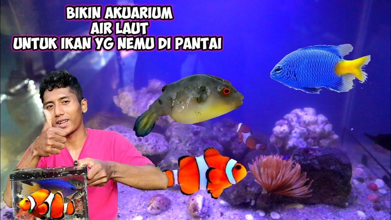BIKIN AQUARIUM AIR LAUT UNTUK IKAN YG NEMU DIPANTAI