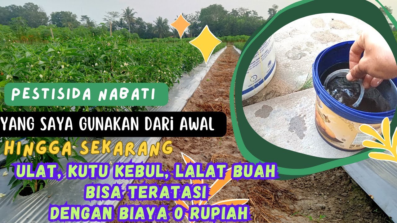 Pestisida Nabati Untuk Tanaman Cabai