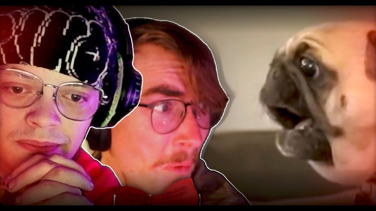 Why Are Animals So Weird ?! FT @AKYO_r