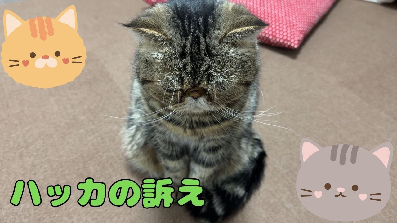 ♯266 ハッカ(兄猫)の訴え　新年早々にニャンずのアピールが止まりません
