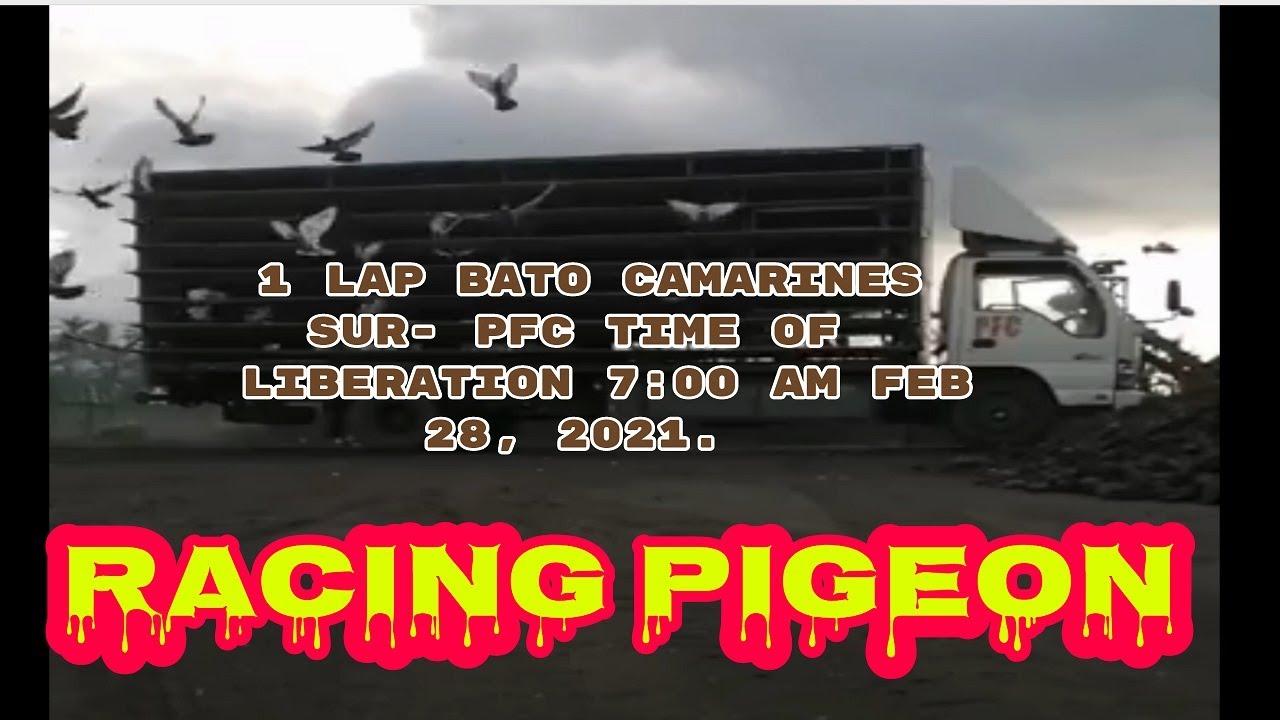 #PIGEONRACING#KALAPATI#