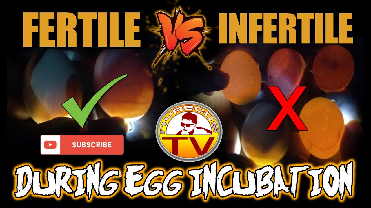 HOW TO CHECK IF AN EGG IS FERTILE OR INFERTILE / Fertile and Infertile Eggs During Incubation