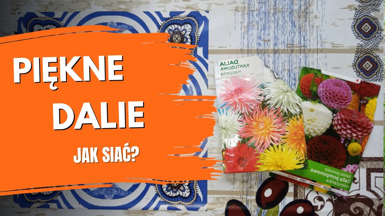 Jak siać dalie? Dalie z nasion – uprawa. Siew dalii kaktusowej i pomponowej. Porady ogrodnicze