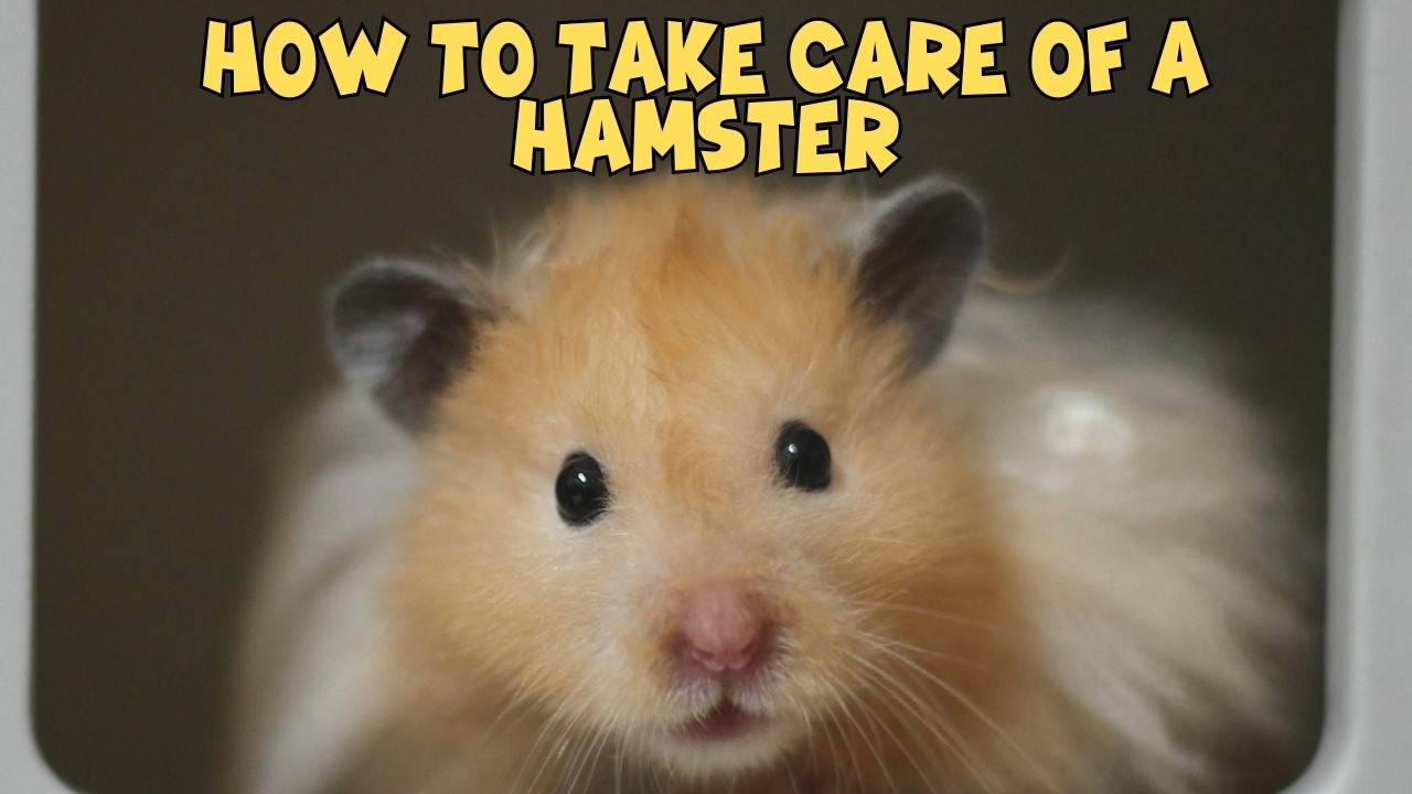 Как ухаживать за хомяком (Руководство для начинающих, 2026)