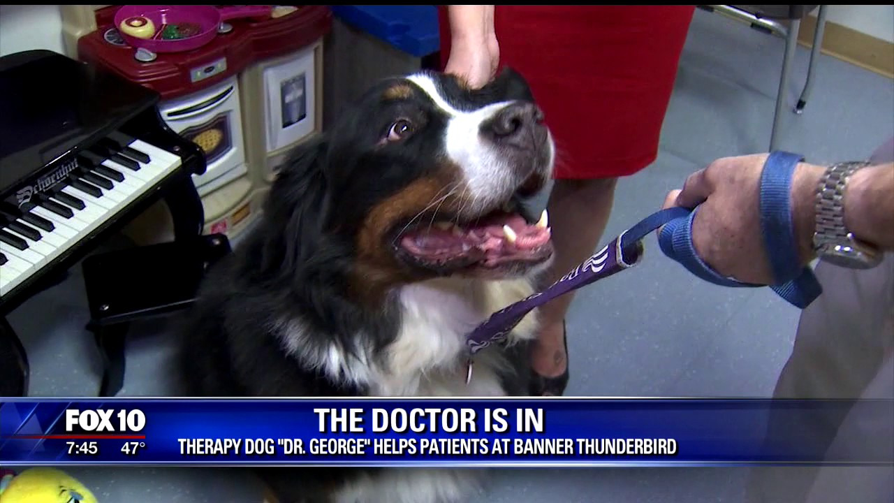 Therapy dog comforts patients