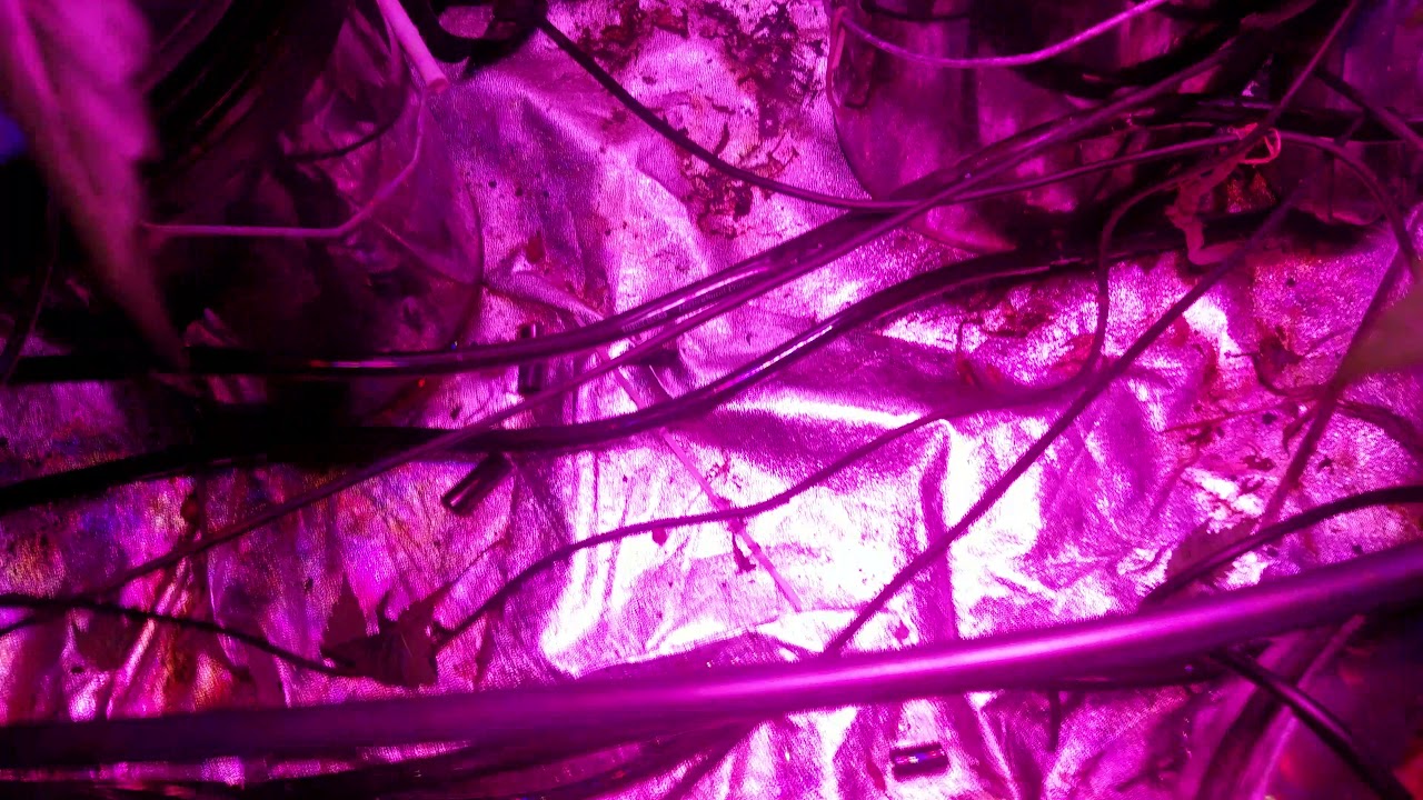RAINBOW JONES HAZE , GHOST TRAIN HAZE AND GORILLA WRECK New setup! RDWC top feed system!  Mars 1600