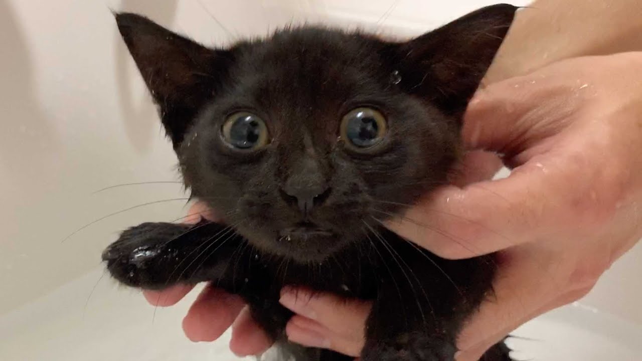 餓死寸前で保護したガリガリ子猫を、初めてお風呂に入れてみたら…