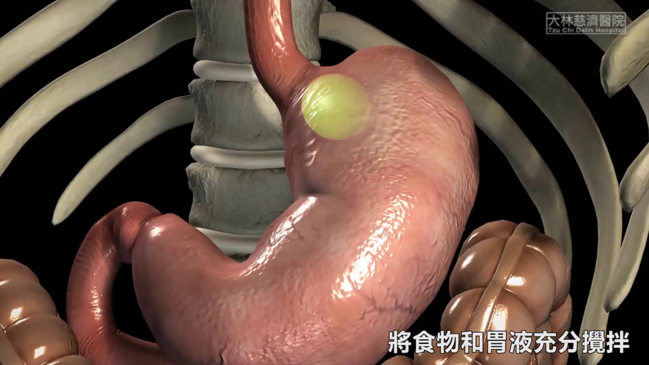 【科普教育】認識胃的結構與功能(台語)