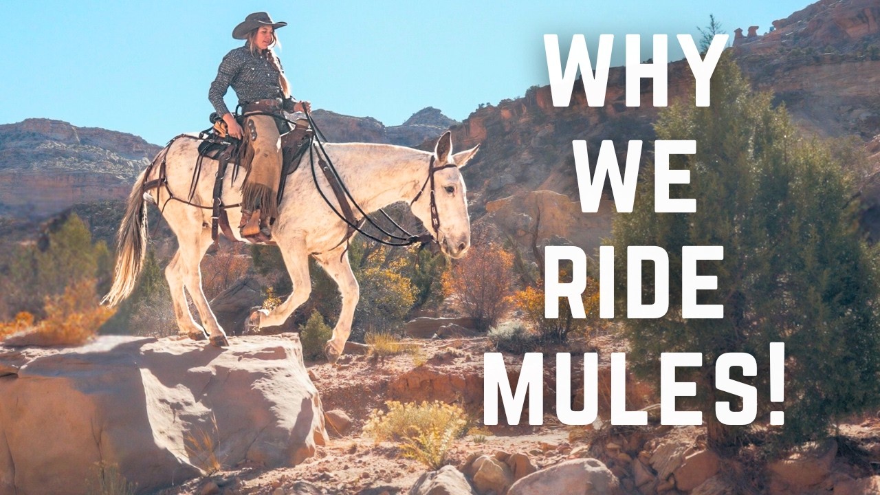 Mules Dominate In This Terrain!