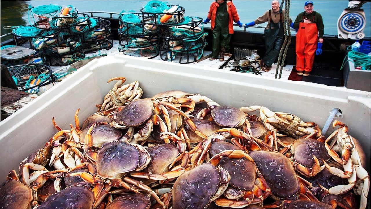 Удивительные морепродукты Ловля 🦀 - крабы, устрицы Донной добычи и переработка - Рыбалка Видео