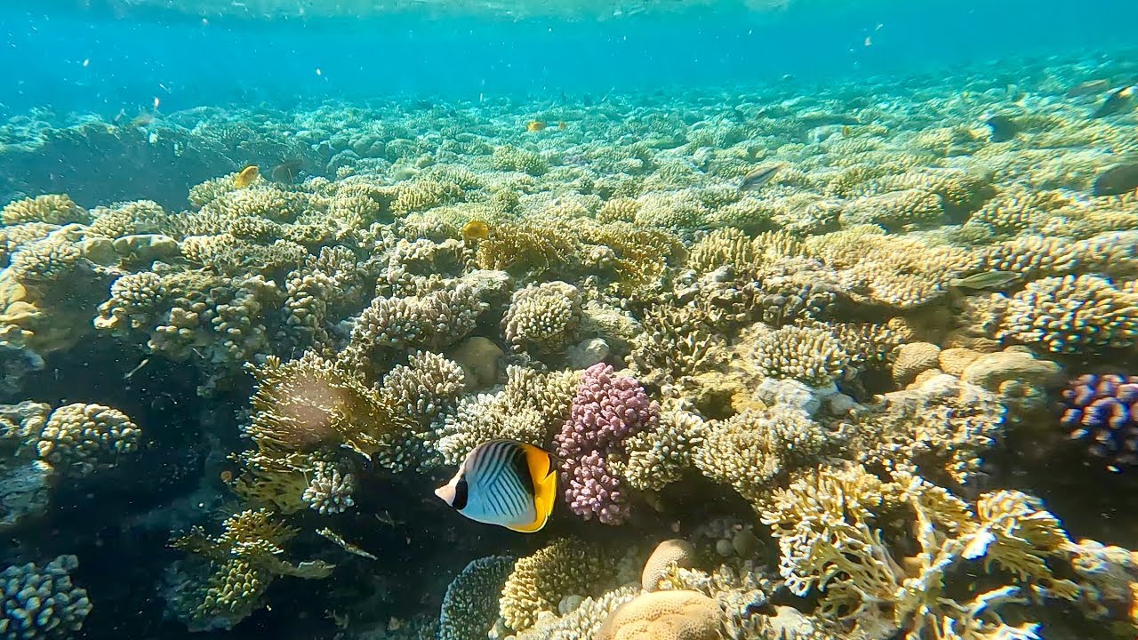 Day 9 | Snorkeling the Red Sea | Wolfpack Egypt 2024 | Adventures by Disney