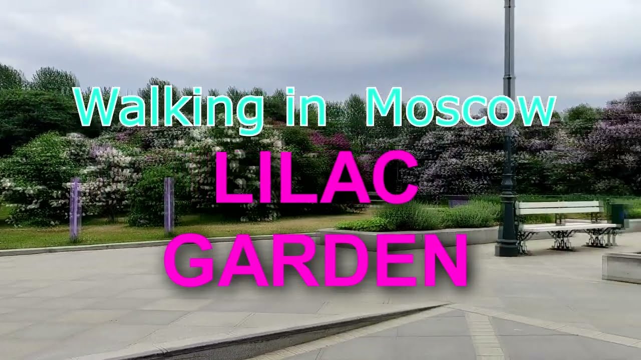 Walking in Moscow - Lilac Garden