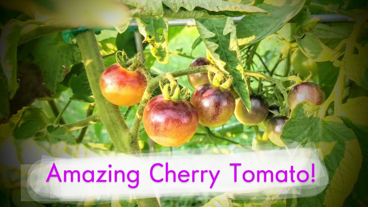 WHEN to Pick Blue Cream Berries Tomato 🍅 (Review, Growth Habit, Flavor, Too!)