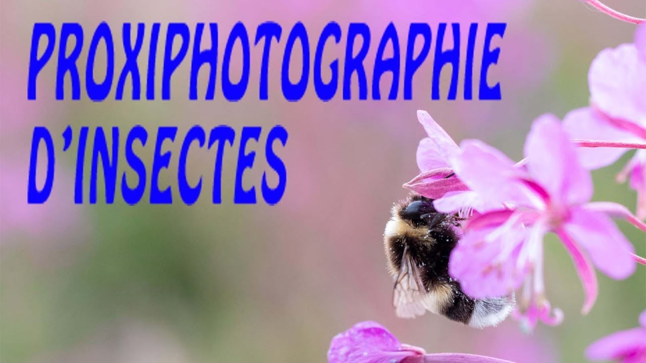 Sortie PROXIphotographie d' INSECTES au 50mm + REGLAGES 🐝