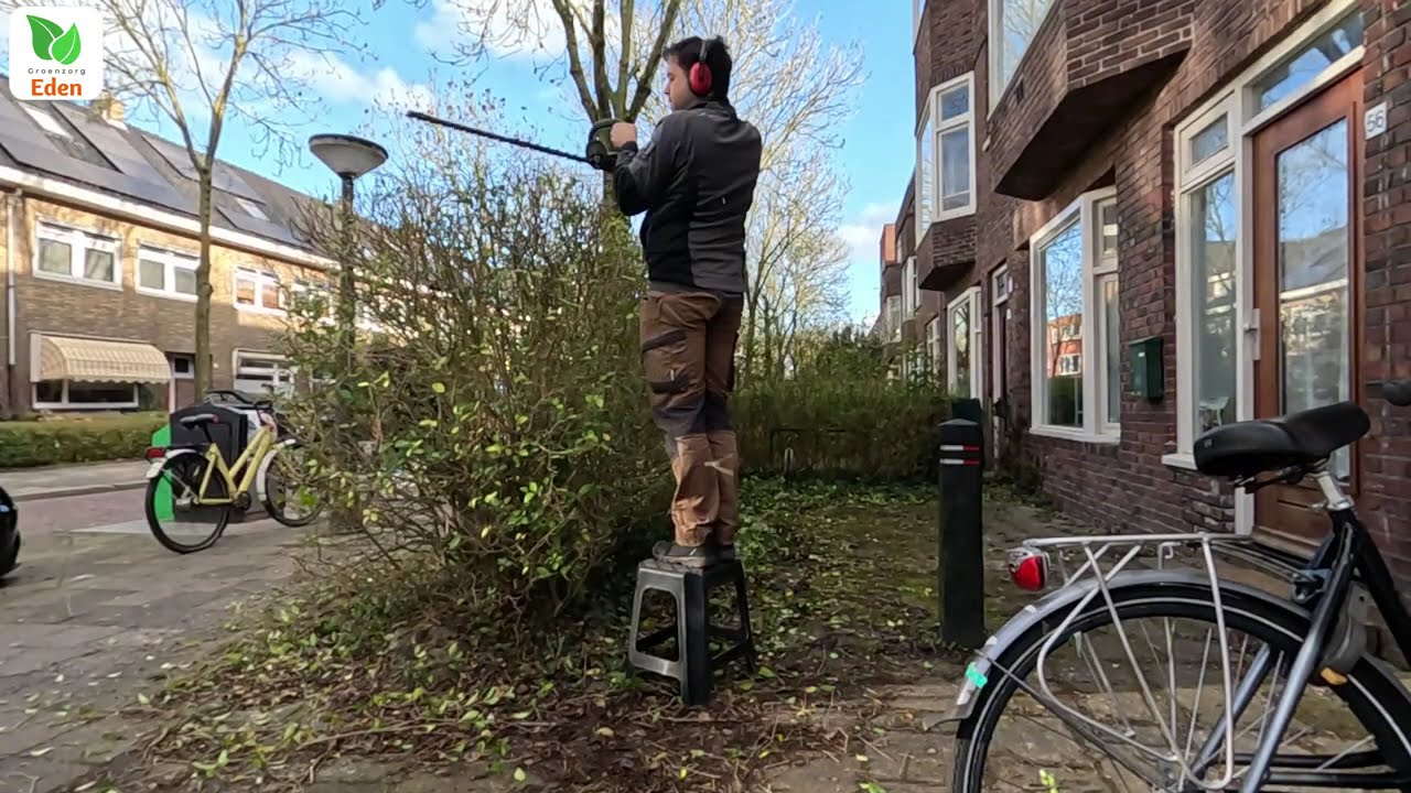 Voorjaarssnoei Ligusterhaag