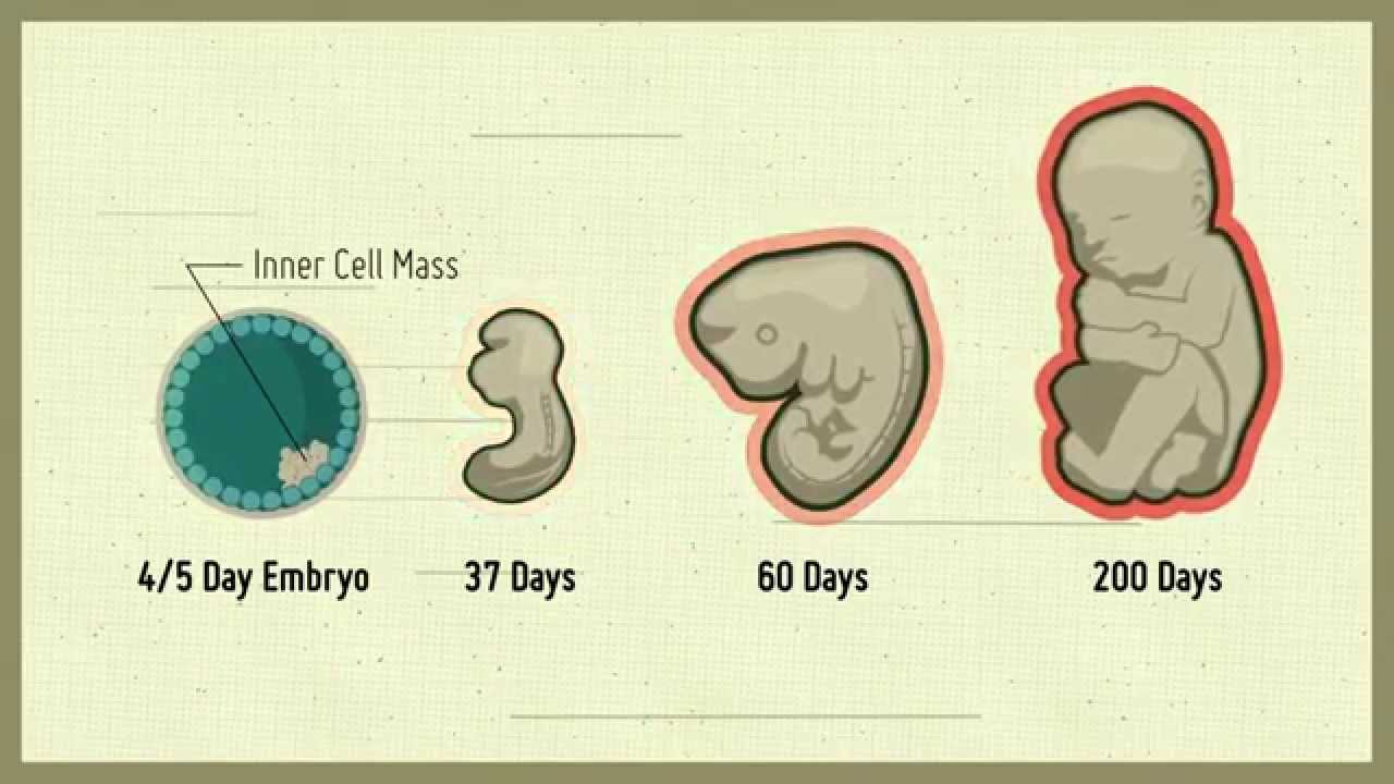 What are embryonic stem cells? Narrated by Dr. Janet Rossant