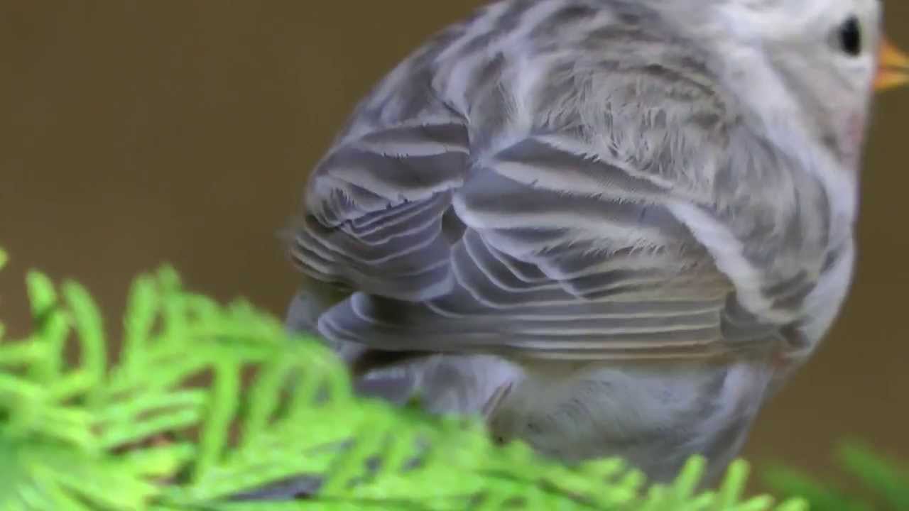 Redpoll