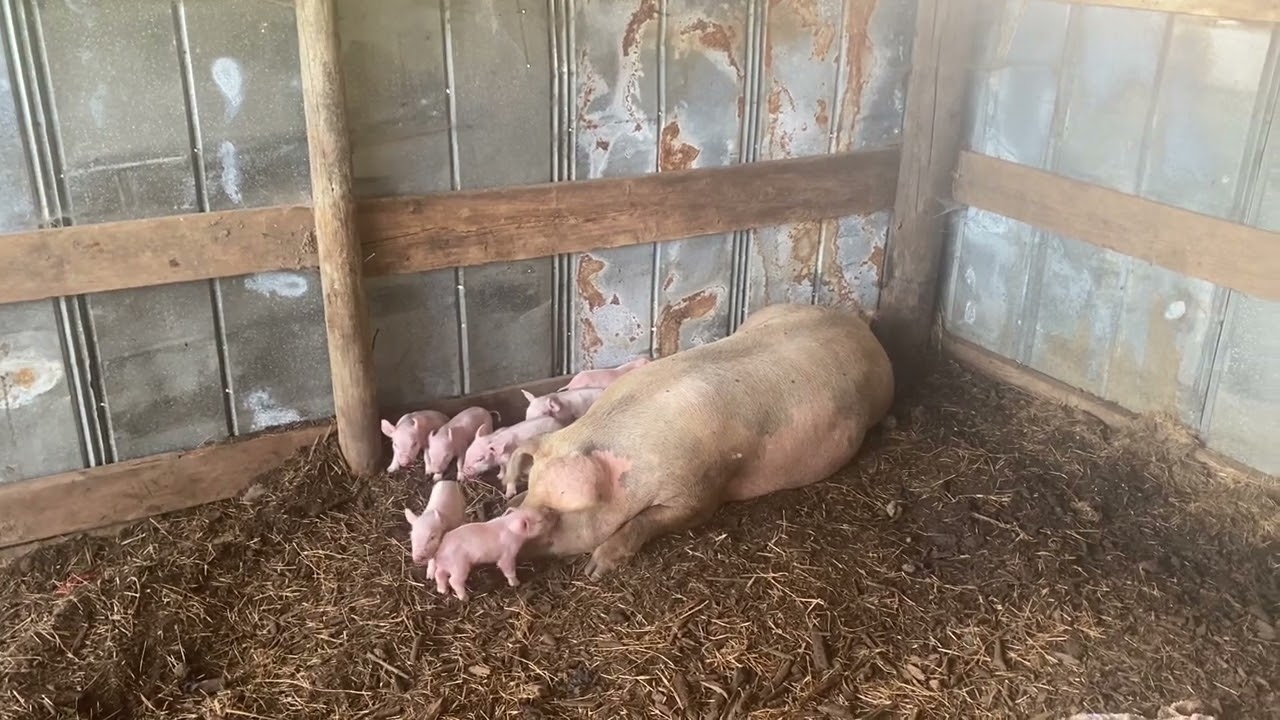 Our First Litter Of Piglets On The Farm