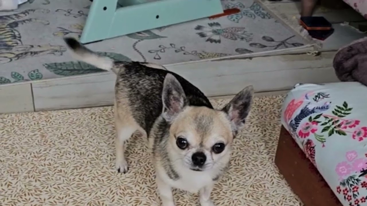 Paw Knuckling in Dogs & What You Can Do | ULTRA Supportive Dog Braces & Boots to Protect Dogs Paws