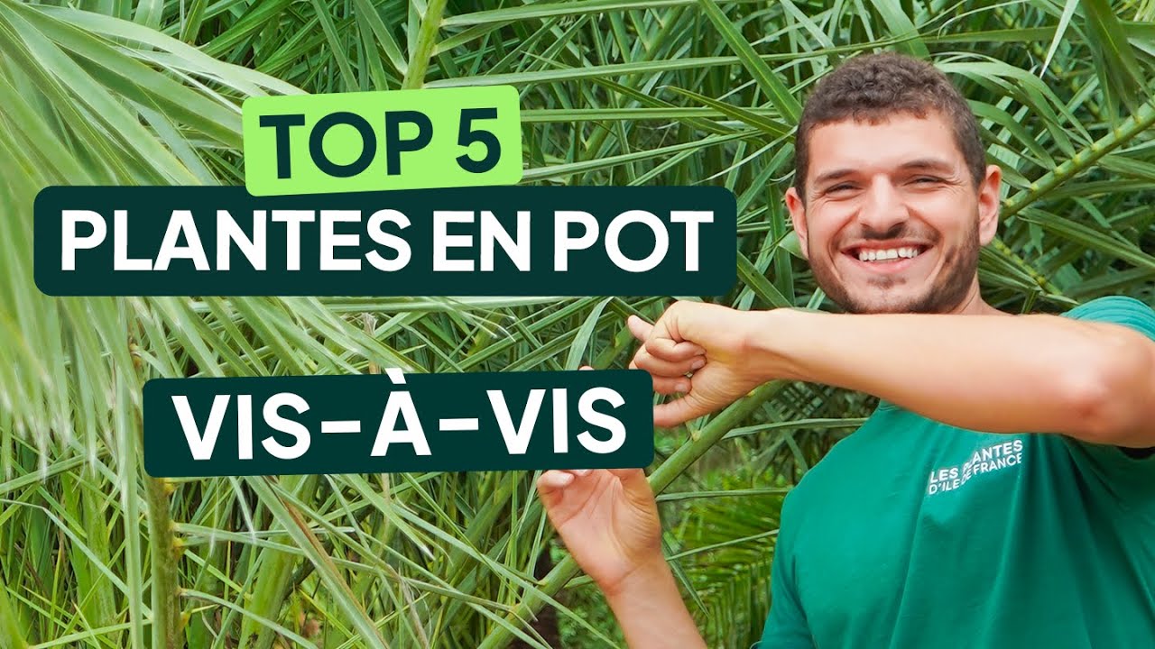 5 PLANTES brise vue EN POT pour cacher son VIS-À-VIS : Camélia, Bambou, Laurier... BALCON & TERRASSE