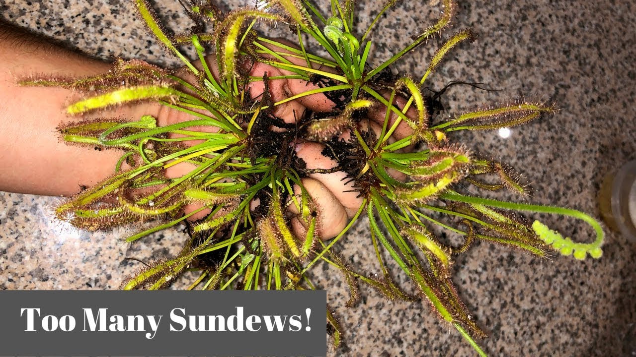 Rośliny owadożerne - przesadzanie rosiczek