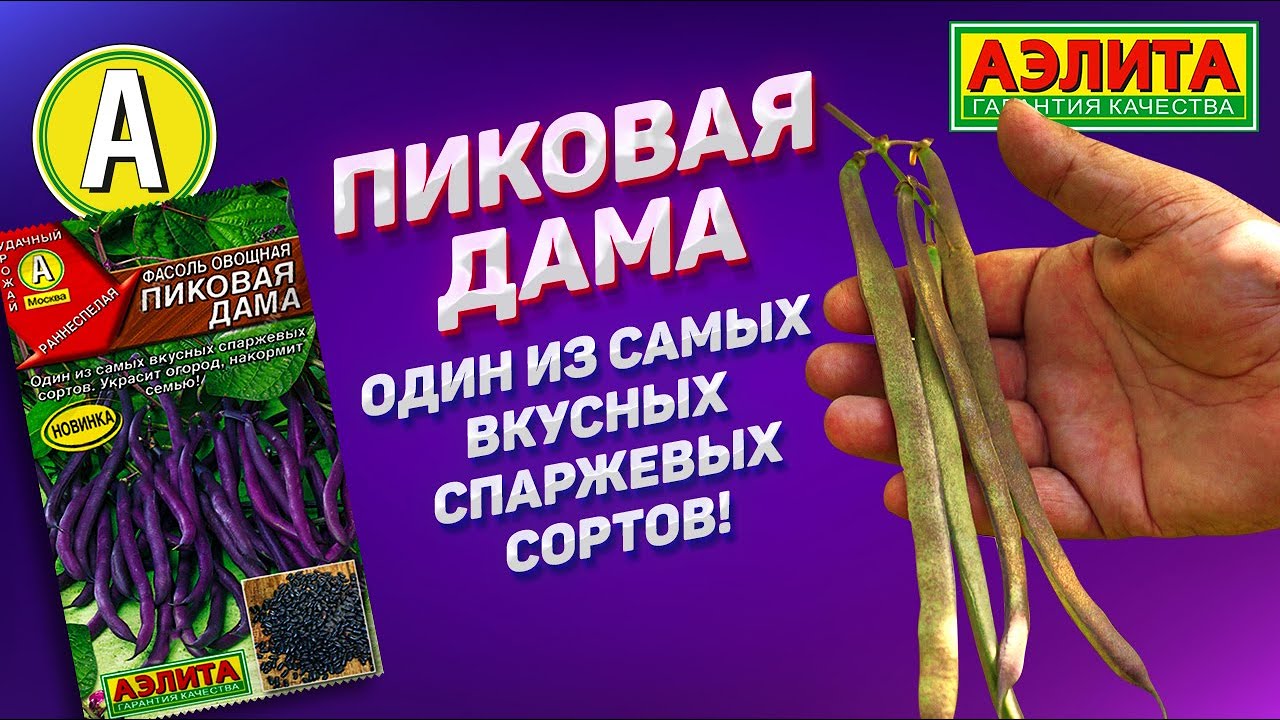 Оригинальный раннеспелый сорт спаржевой фасоли ПИКОВАЯ ДАМА