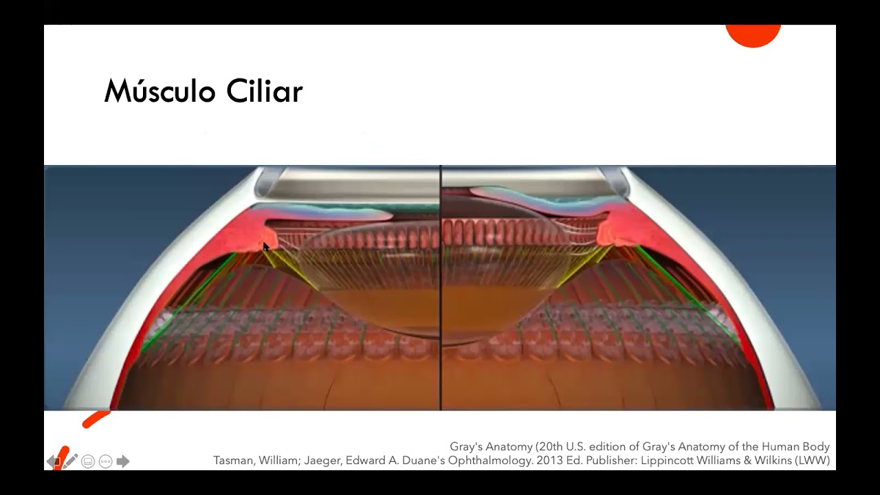 Anatomia del cuerpo ciliar y fisiologia del humor acuoso