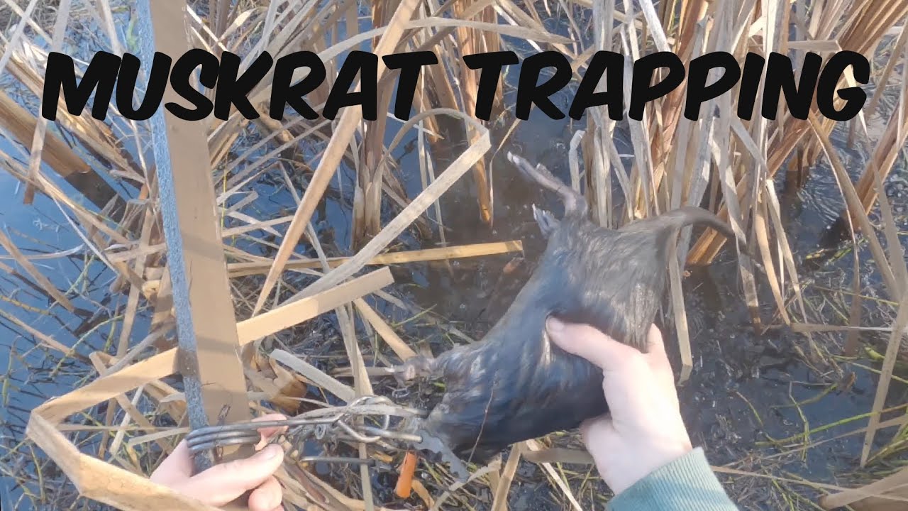 Muskrat Trapping! Baited Sets