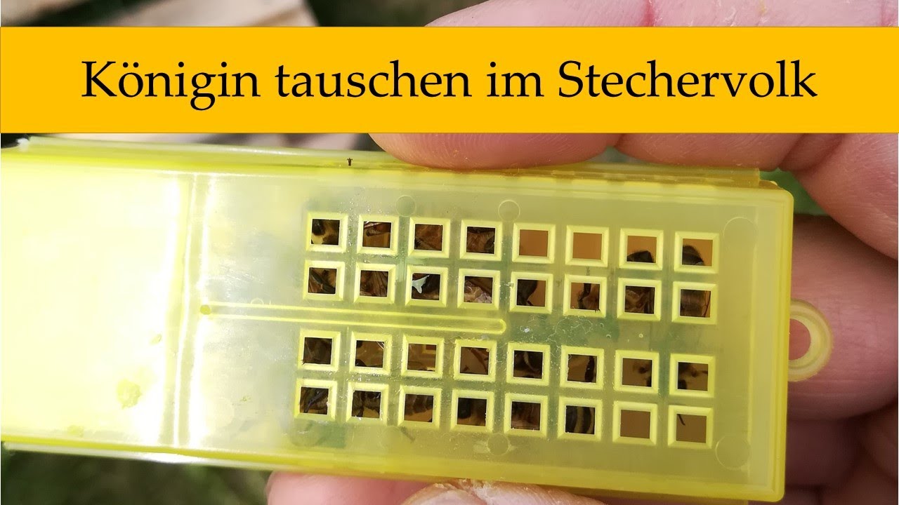 Aggressives Stecher Bienenvolk umweiseln mitten in der Saison - K&ouml;nigin austauschen in Schwarmzeit