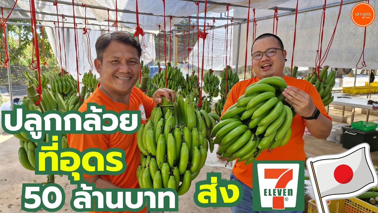 กล้วยหอมทอง ปลูกยังไงให้ได้ 50 ล้านบาท ส่งออกญี่ปุ่นส่งเซเว่นทั่วภาคอีสาน ทำได้อย่างไร?