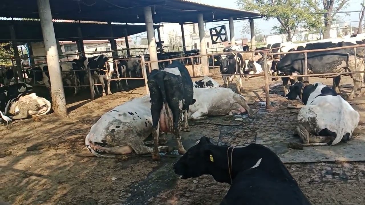 New farm cow and calf
