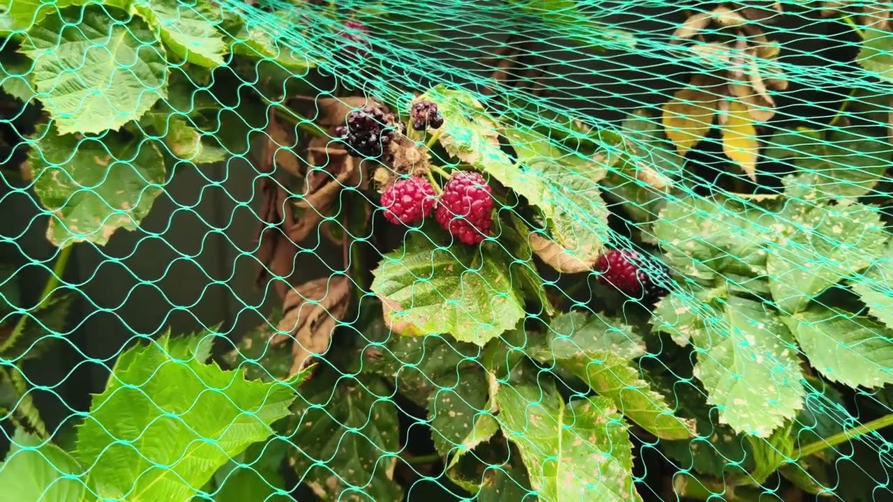 Aussie Veggie Garden