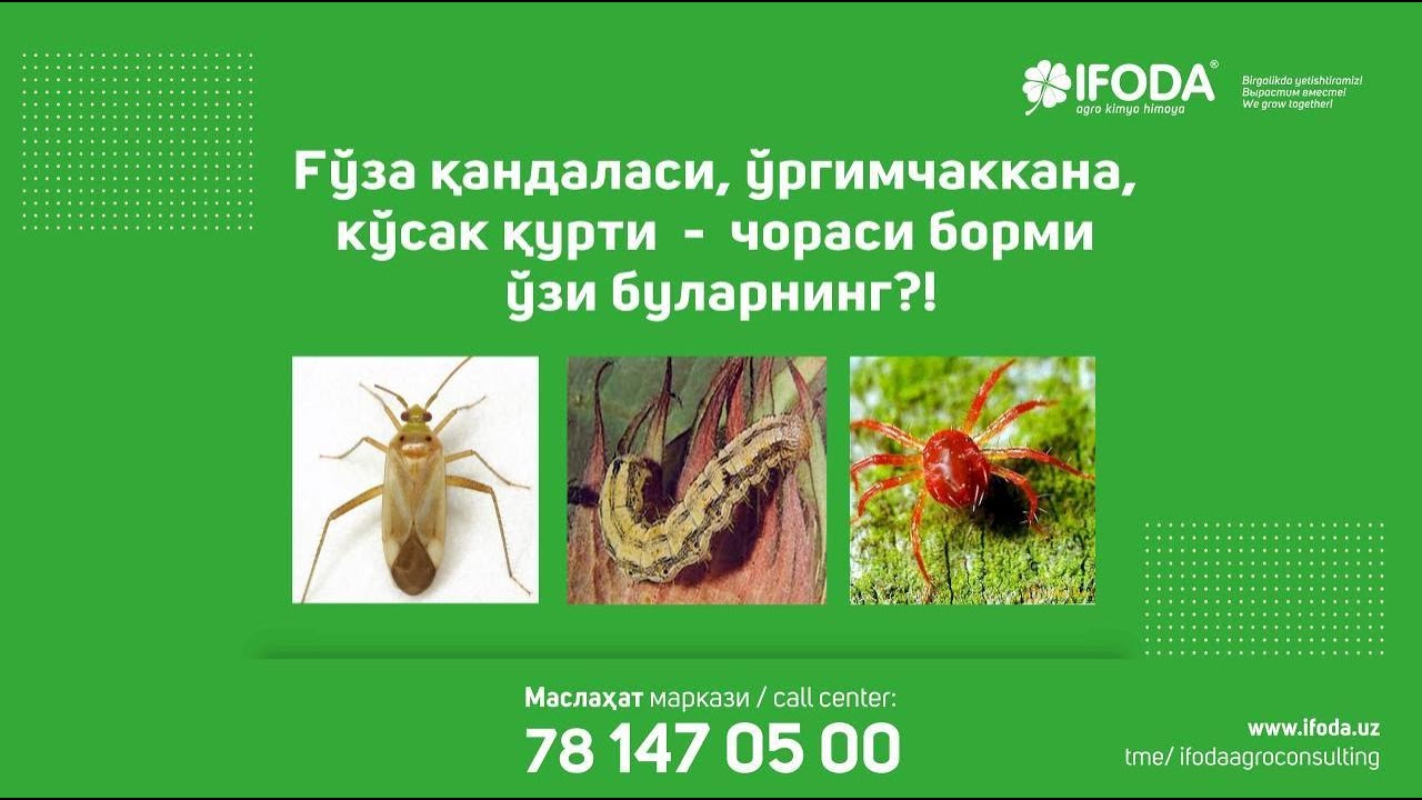 Ғўза қандаласи, ўргимчаккана, кўсак қурти  -  чораси борми ўзи буларнинг?!