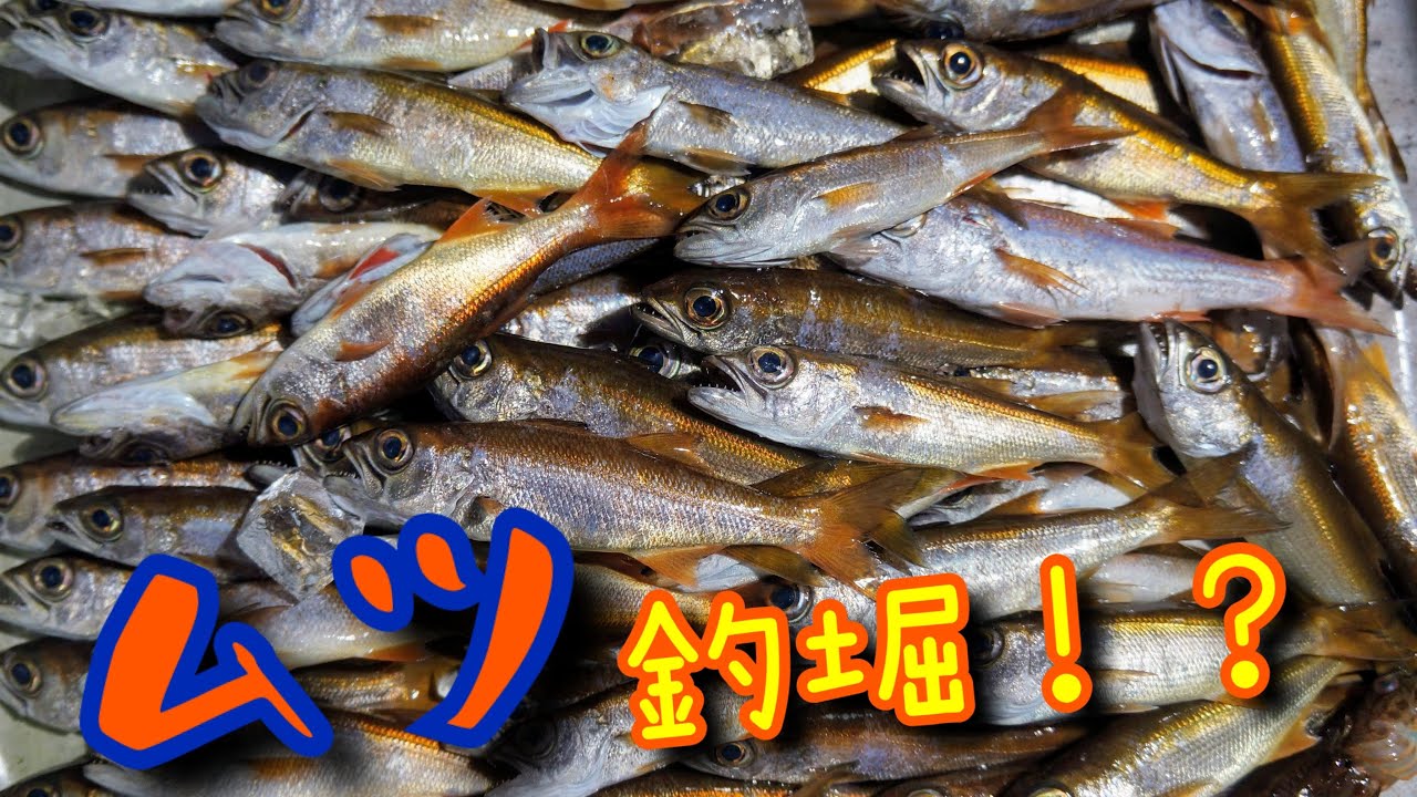 ムツが入れ食い！まさかの釣堀状態！？