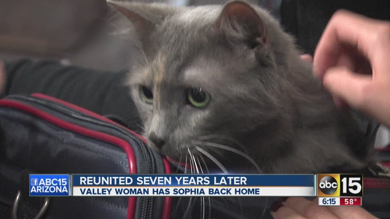 Cat reunited with its owners seven years later