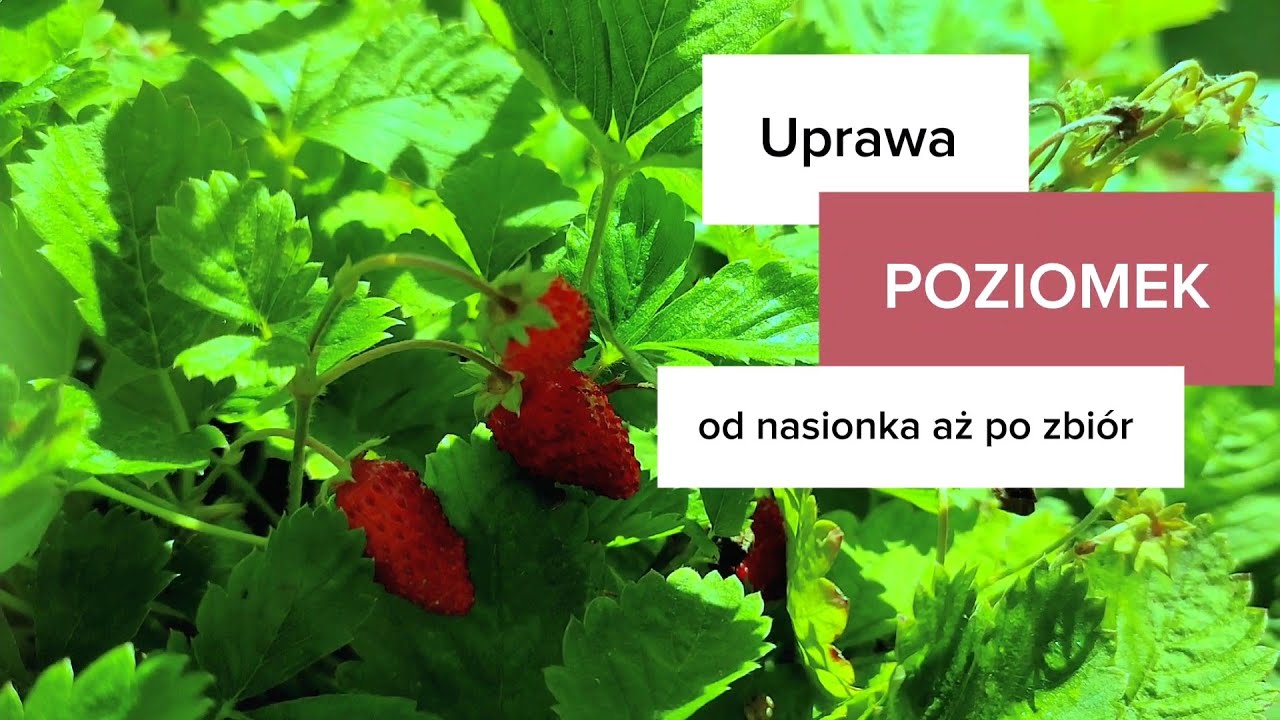 Uprawa POZIOMEK od nasionka aż po zbiór