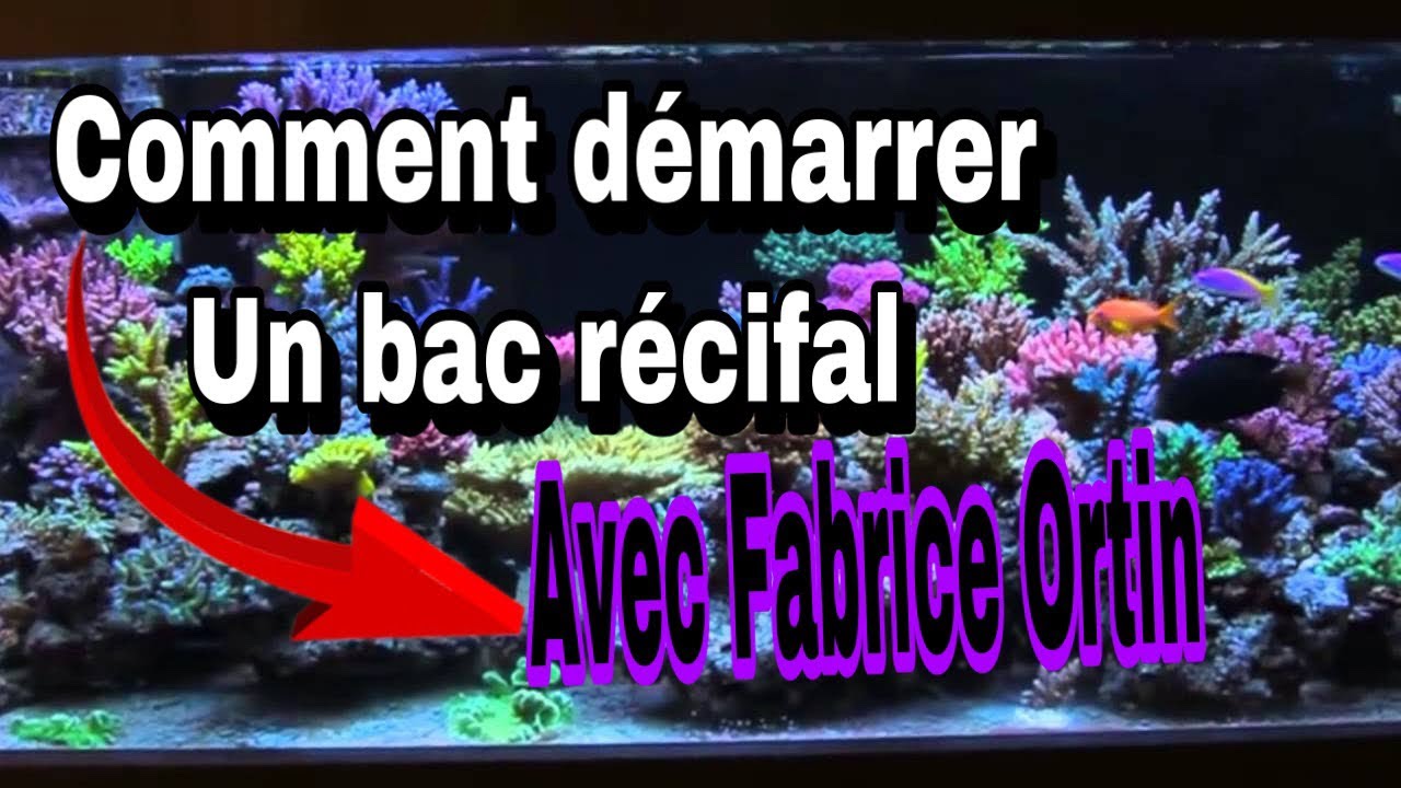 Comment démarrer un bac récifal ou aquarium marin (PARTIE 1) avec Fabrice ortin