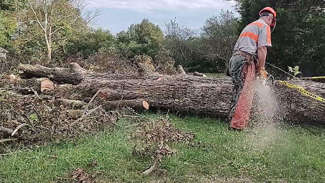 STIHL MS 462 CUTTIN UP PECAN TREE 25